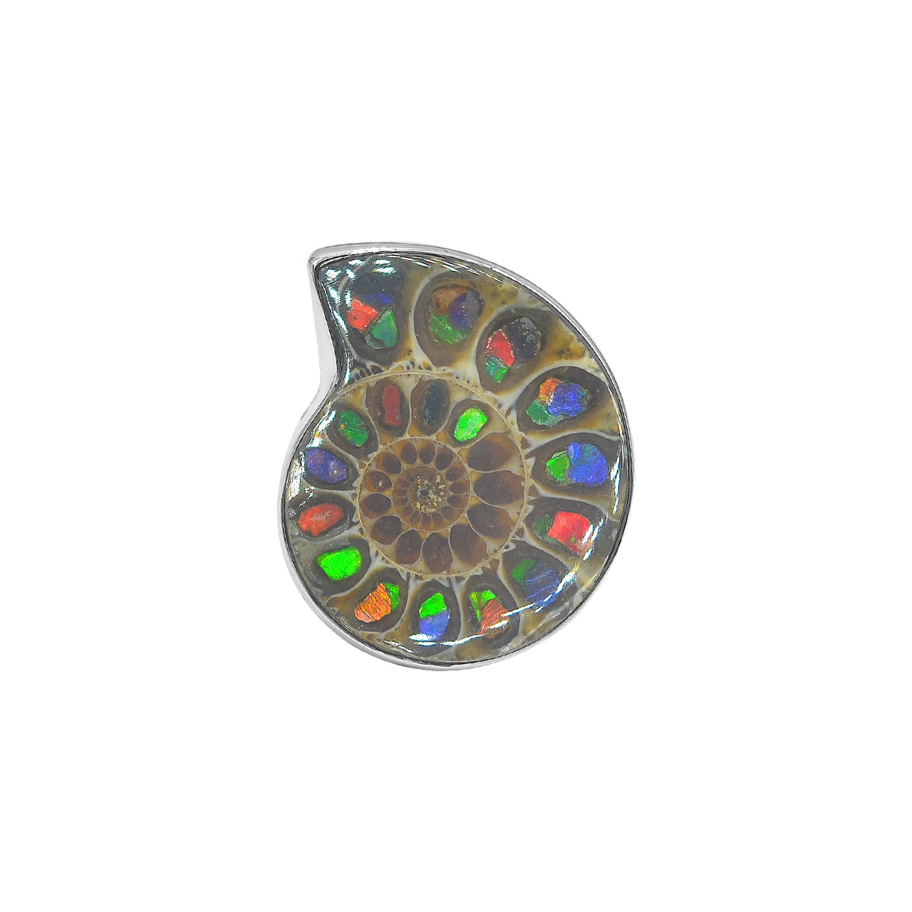 Starborn Ammonite with Ammolite Shell Inlay Ring in Sterling Silver